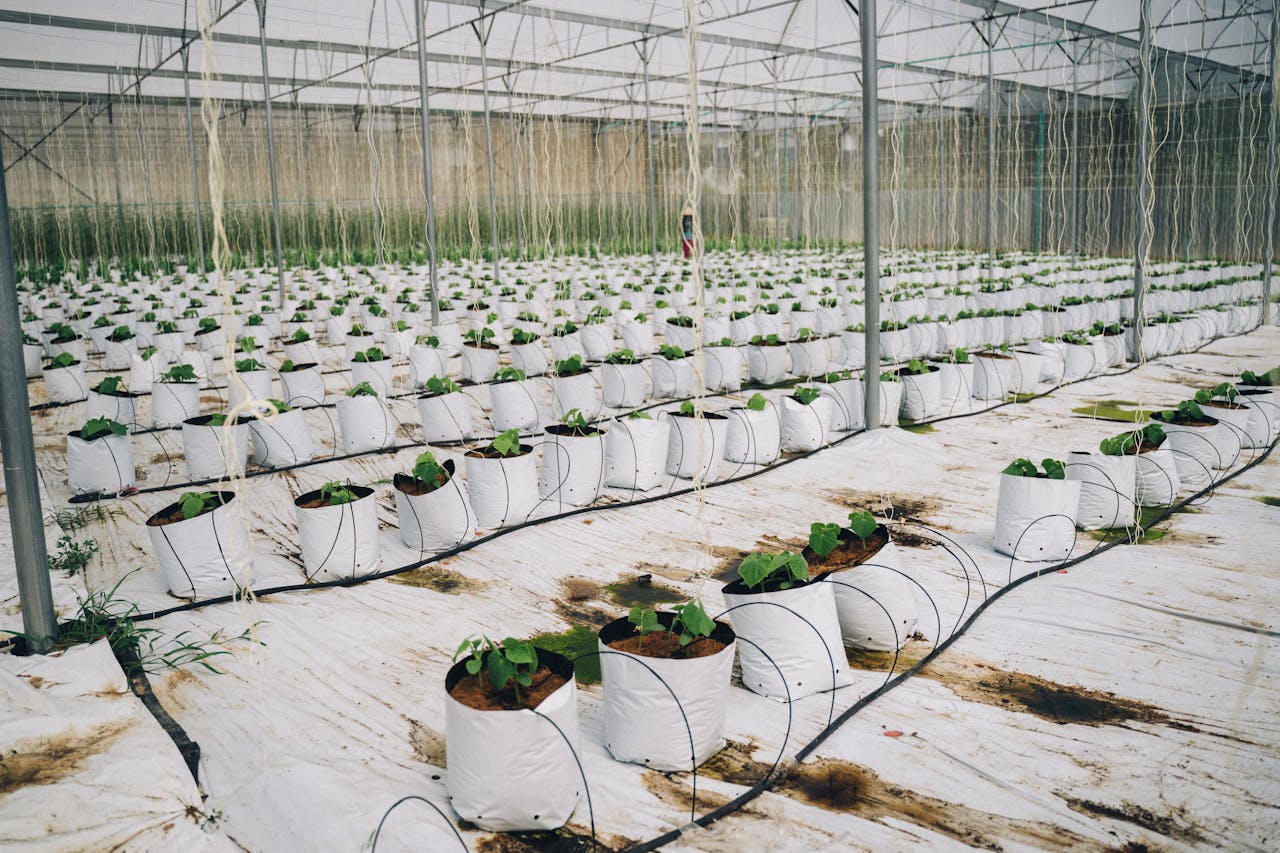 Rows of young plants in white bags inside a large greenhouse with natural lighting.